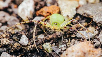 Green crab spider standing on gravel in the garden.