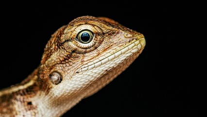 Lizard posing on a black background.
