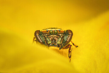Jumping spider standing on a yellow flower.