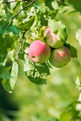 Ripe, delicious garden apples, a new harvest, hang high on a tree branch.