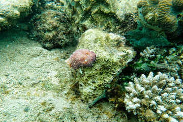 Indonesia Lembeh - Marine life Coral reef with Nudibranch - Sea slug - Goniobranchus reticulatus