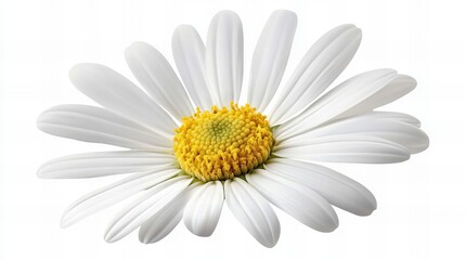 daisy isolated on white background