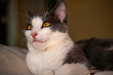 Cat Portrait Closeup White Grey Yellow Eyes