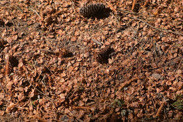 Autumn land with dry orange needles, pine cones in coniferous forest. Scenic background with old fallen pinecones, woodland land landscape in wild nature park.