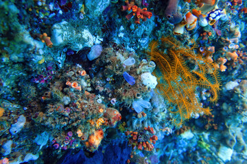 Indonesia Lembeh - Marine life - Colourful Ascidiacea - Ascidian - Sea squirt - Leather Spong