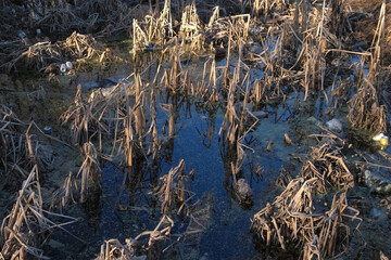 Plastic metal waste garbage trash in puddle with dry grass after melting snow early spring. Garbage polluting canal water. Environment pollution of nature. World's eco ecology crisis problem.