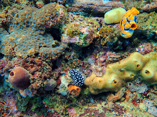Indonesia Lembeh - Marine life Coral reef with Nudibranch and Gold-mouth sea squirt - Sea slug - Phyllidiella pustulosa
