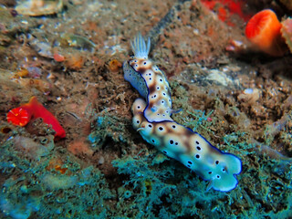 Indonesia Lembeh - Marine life Coral reef with Nudibranch - Sea slug - Hypselodoris tryoni