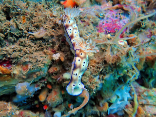 Indonesia Lembeh - Marine life Coral reef with Nudibranch - Sea slug - Hypselodoris tryoni