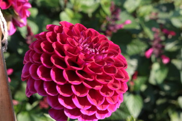 Dahlia
Flower
A genus of perennial herbaceous plants of the Asteraceae family with tuberous roots and large brightly colored flowers.