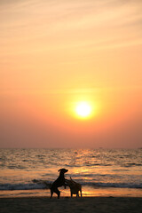 Fototapeta premium silhouette of two dogs playing on a beach at sunset, Goa, India