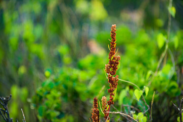 The flowers and plants that grow naturally in the fields are the main vegetation in the eastern part of North China