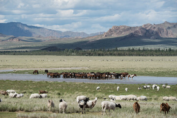 Obraz premium A beautiful Mongolian horses in steppe nature landscape.
