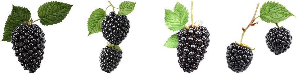 Collage of blackberry illustrations isolated on white background. Set of PNG isolated fruits.