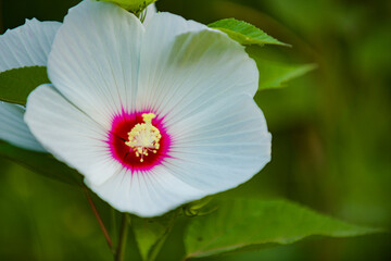 Hibiscus and sunflower flowers bloom among the vegetation in the city park