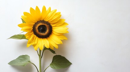 A single sunflower with green leaves on a white background.