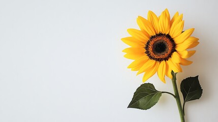 Obraz premium A single sunflower with green leaves on a white background.