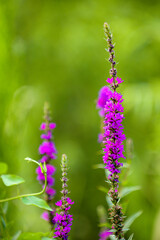 Beautiful horsewhip grass grows in damp fields