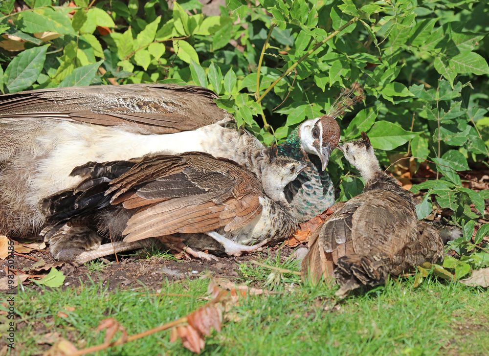 Wall mural peahen with two chicks, powys wales