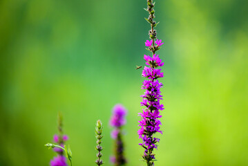 Beautiful horsewhip grass grows in damp fields