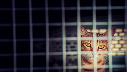 Animal Welfare treating cats and dogs for malnutrition, people caring for animals