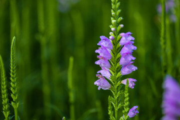 The fake dragon head flower blooming in the park
