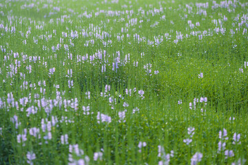 The fake dragon head flower blooming in the park