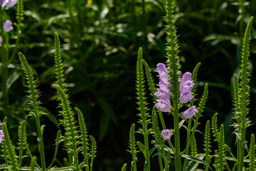 The fake dragon head flower blooming in the park