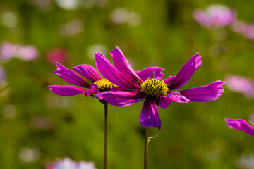 In summer, colorful Gesang flowers bloom