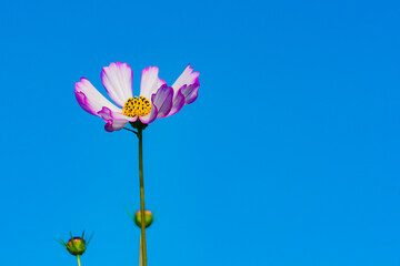 In summer, colorful Gesang flowers bloom