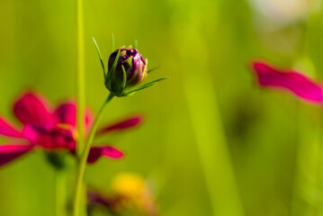 In summer, colorful Gesang flowers bloom