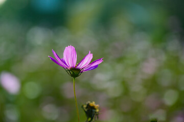 In summer, colorful Gesang flowers bloom