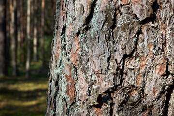 Pine bark of old pine tree sun lighted close up over out of focus pine forest background with copyspace. Pine or Pinus of family Pinaceae.