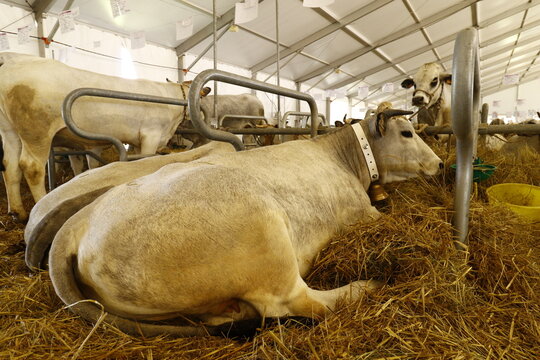 Gros plan d'une vache de race gasconne des Pyr&eacute;n&eacute;es au salon de l'agriculture de Saint-Gaudens