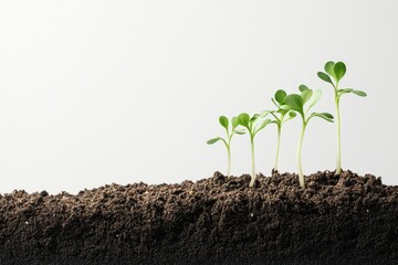 Green seedlings emerge from rich soil, symbolizing growth and renewal in a simple, tranquil setting.