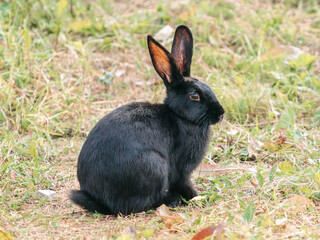 Fototapeta premium Cute black rabbit in grassland outdoors. The black rabbit, often color variant of domestic rabbits, has sleek dark fur. Black rabbits are friendly and social, making them popular pets