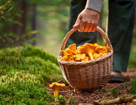 Panier plein de chanterelles pendant la cueillette de champignons dans les bois
