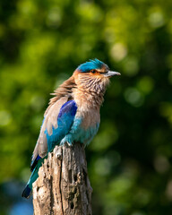 Blue Bird Indian Roller