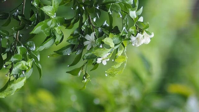 rainning drop on green fresh leafes and blur background 
