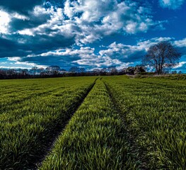 Fototapeta premium Field during day