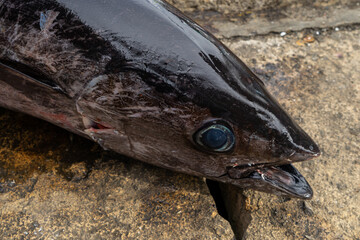 Head of Bigeye Tuna. This fish is caught in ocean tropic and moderate climate waters.