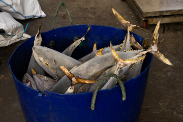 Frozen Skipjack is raw material for tuna canning industries which is to export to abroad.