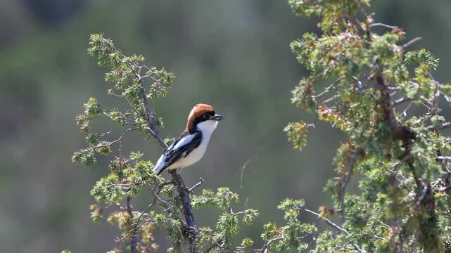 Woodchat shrike imitating Eurasian linnet