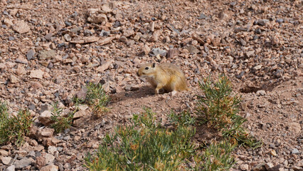 European Ground Squirrel fight, Spermophilus citellus, sitting in the green grass during summer, detail animal portrait, Germany. Wildlife scene from nature.