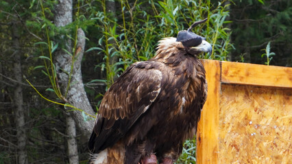 Portrait of a hunting golden eagle in a leather hat. Hunting with eagle. Portrait of a bird with a head covering.
