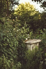 Overgrown Garden with Antique Stone Planter