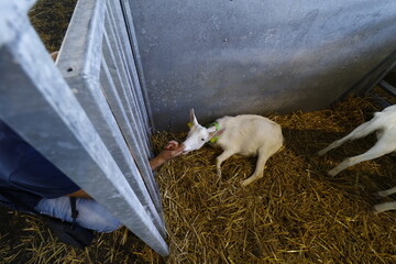 Chevreau de race de Gessenay ou Saanen au salon de l'agriculture