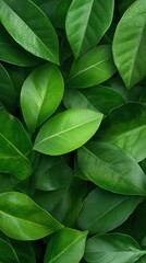 A close up of green leaves with a lot of detail