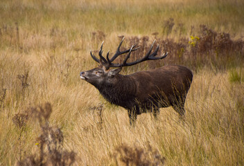 Red deer stag in nature in UK