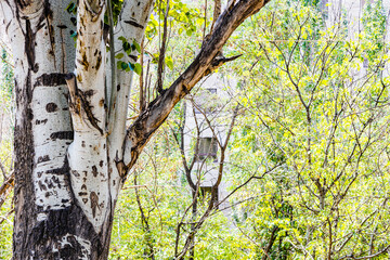 Obraz premium trunks of old aspen tree and young green growth